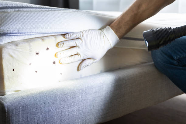 Best Pest Inspection Near Me  in Governors Village, NC
