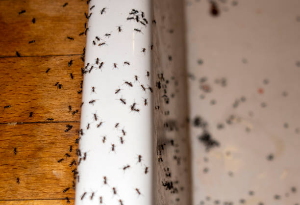 Best Spider Control Near Me  in Governors Village, NC