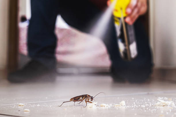 Best Ant Control Services  in Governors Village, NC