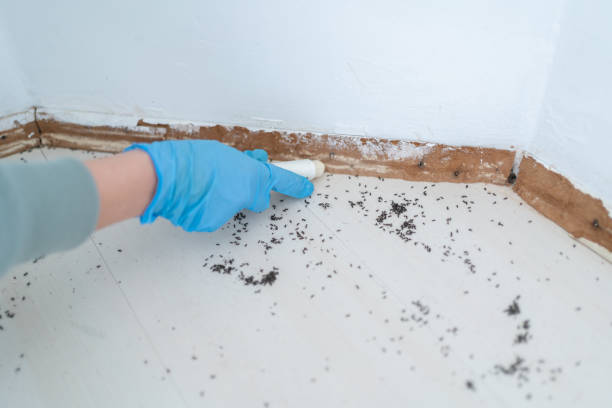 Best Commercial Pest Control Services  in Governors Village, NC